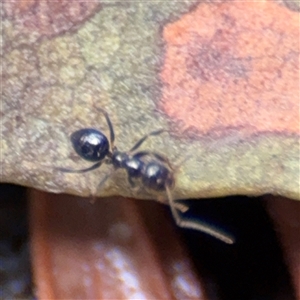 Formicidae (family) at North Ryde, NSW - 18 Jan 2025