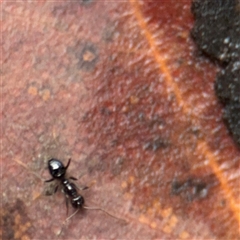 Formicidae (family) at North Ryde, NSW - 18 Jan 2025