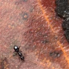 Formicidae (family) at North Ryde, NSW - 18 Jan 2025 12:52 PM