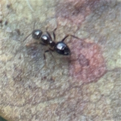 Formicidae (family) at North Ryde, NSW - 18 Jan 2025