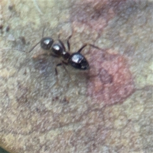 Formicidae (family) at North Ryde, NSW - 18 Jan 2025