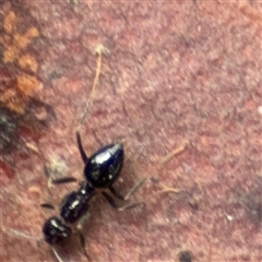 Formicidae (family) at North Ryde, NSW - 18 Jan 2025 12:52 PM