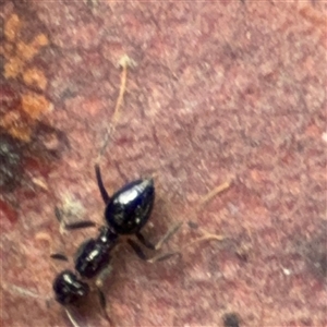 Formicidae (family) at North Ryde, NSW - 18 Jan 2025 12:52 PM