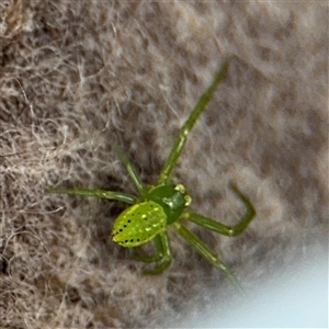 Thomisidae (family) at North Ryde, NSW by Hejor1