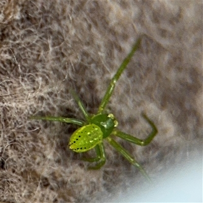 Thomisidae (family) at North Ryde, NSW - 18 Jan 2025 by Hejor1