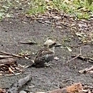 Dacelo novaeguineae at North Ryde, NSW - 18 Jan 2025 12:48 PM