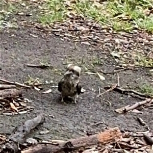 Dacelo novaeguineae at North Ryde, NSW - 18 Jan 2025 12:48 PM