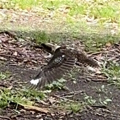 Dacelo novaeguineae at North Ryde, NSW - 18 Jan 2025 12:48 PM