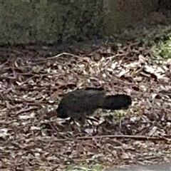 Alectura lathami (Australian Brush-turkey) at North Ryde, NSW - 18 Jan 2025 by Hejor1