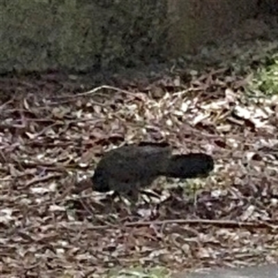 Alectura lathami (Australian Brush-turkey) at North Ryde, NSW - 18 Jan 2025 by Hejor1