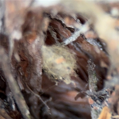 Australomimetus sp. (genus) (Unidentified Pirate spider) at North Ryde, NSW - 18 Jan 2025 by Hejor1