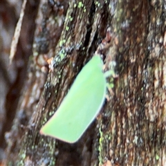 Siphanta sp. (genus) (Green planthopper, Torpedo bug) at North Ryde, NSW - 18 Jan 2025 by Hejor1