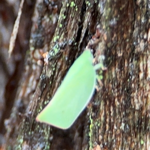 Siphanta sp. (genus) at North Ryde, NSW - 18 Jan 2025 12:47 PM