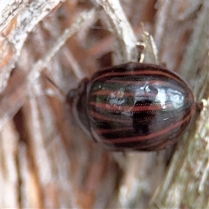 Paropsisterna semivittata at North Ryde, NSW - 18 Jan 2025