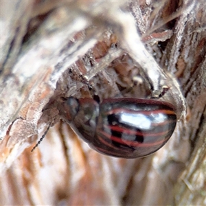 Paropsisterna semivittata at North Ryde, NSW - 18 Jan 2025