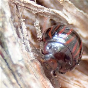 Paropsisterna semivittata at North Ryde, NSW - 18 Jan 2025