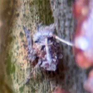 Fulgoroidea (superfamily) at North Ryde, NSW - 18 Jan 2025 12:45 PM