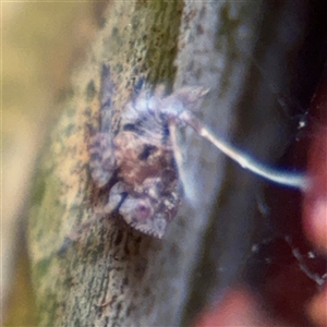 Fulgoroidea (superfamily) at North Ryde, NSW - 18 Jan 2025 12:45 PM