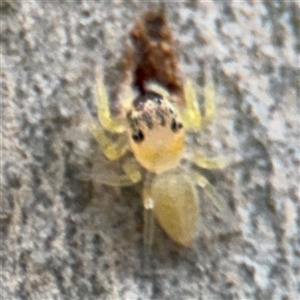 Salticidae (family) at North Ryde, NSW - 18 Jan 2025 12:44 PM