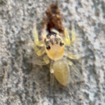 Salticidae (family) (Jumping spider) at North Ryde, NSW - 18 Jan 2025 by Hejor1