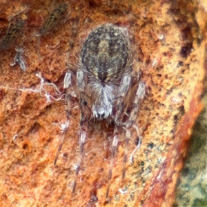 Araneidae (family) at Lindfield, NSW by Hejor1