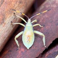 Amorbus (genus) (Eucalyptus Tip bug) at Lindfield, NSW - 18 Jan 2025 by Hejor1