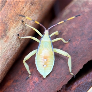 Amorbus (genus) at Lindfield, NSW - 18 Jan 2025 12:42 PM