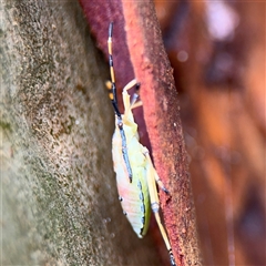 Amorbus (genus) at Lindfield, NSW - 18 Jan 2025 12:42 PM