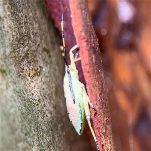 Amorbus sp. (genus) at Lindfield, NSW - 18 Jan 2025 12:42 PM