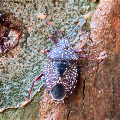 Notius consputus (Yellow-dotted shield bug) at Lindfield, NSW - 18 Jan 2025 by Hejor1