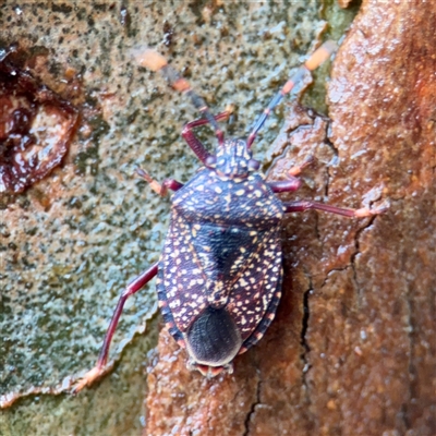 Notius consputus (Yellow-dotted shield bug) at Lindfield, NSW - 18 Jan 2025 by Hejor1