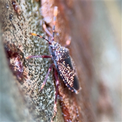 Notius consputus at Lindfield, NSW - 18 Jan 2025 12:41 PM