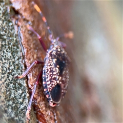 Notius consputus at Lindfield, NSW - 18 Jan 2025 12:41 PM