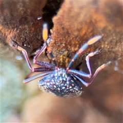 Notius consputus at Lindfield, NSW - 18 Jan 2025 12:41 PM