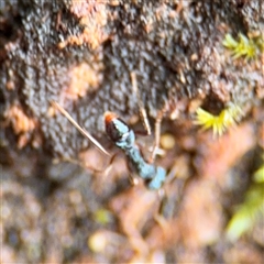 Rhytidoponera aspera (Greenhead ant) at Lindfield, NSW - 18 Jan 2025 by Hejor1