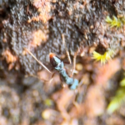 Rhytidoponera aspera (Greenhead ant) at Lindfield, NSW - 18 Jan 2025 by Hejor1