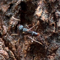 Rhytidoponera aspera at Lindfield, NSW - 18 Jan 2025 12:39 PM