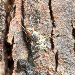 Euprosopia sp. (genus) at Lindfield, NSW - 18 Jan 2025 12:39 PM