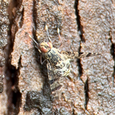 Euprosopia sp. (genus) (Signal fly) at Lindfield, NSW - 18 Jan 2025 by Hejor1