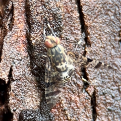 Euprosopia sp. (genus) at Lindfield, NSW - 18 Jan 2025 12:39 PM