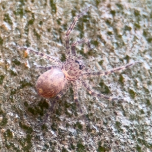 Stiphidion sp. (genus) at Lindfield, NSW by Hejor1