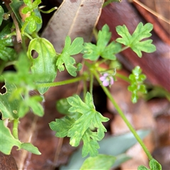 Geranium sp. at Lindfield, NSW - 18 Jan 2025 by Hejor1