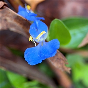 Commelina cyanea at Lindfield, NSW - 18 Jan 2025 12:37 PM