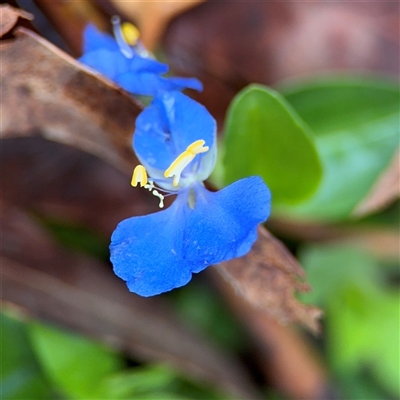 Commelina cyanea at Lindfield, NSW - 18 Jan 2025 by Hejor1