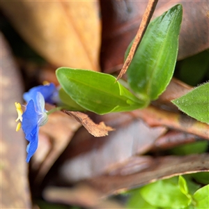 Commelina cyanea at Lindfield, NSW - 18 Jan 2025 12:37 PM