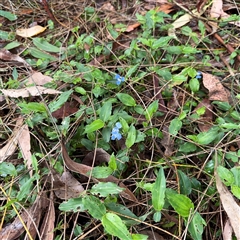 Commelina cyanea at Lindfield, NSW - 18 Jan 2025 12:37 PM