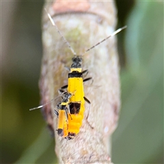 Chauliognathus imperialis (Imperial Soldier Beetle) at North Ryde, NSW - 18 Jan 2025 by Hejor1