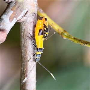 Chauliognathus imperialis at North Ryde, NSW - 18 Jan 2025 12:35 PM