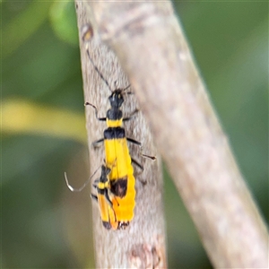 Chauliognathus imperialis at North Ryde, NSW - 18 Jan 2025 12:35 PM