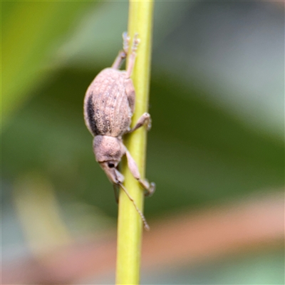 Perperus sp. at North Ryde, NSW - 18 Jan 2025 by Hejor1